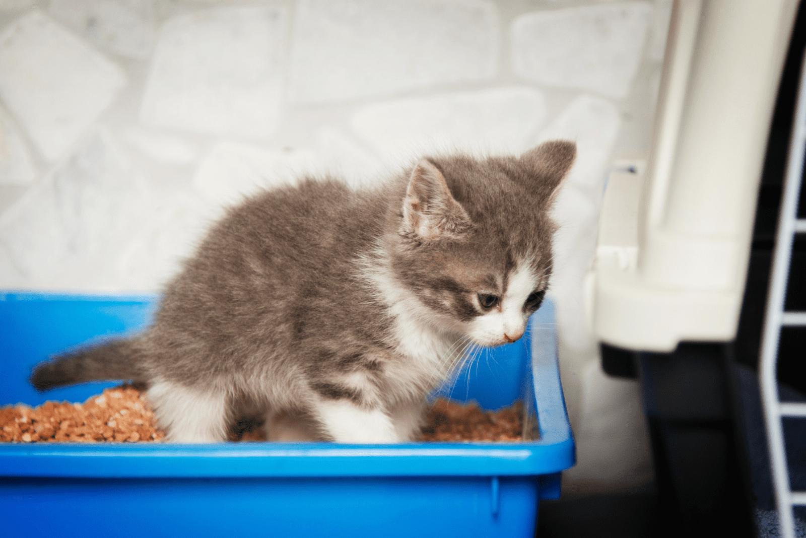 kitten poops in the sand