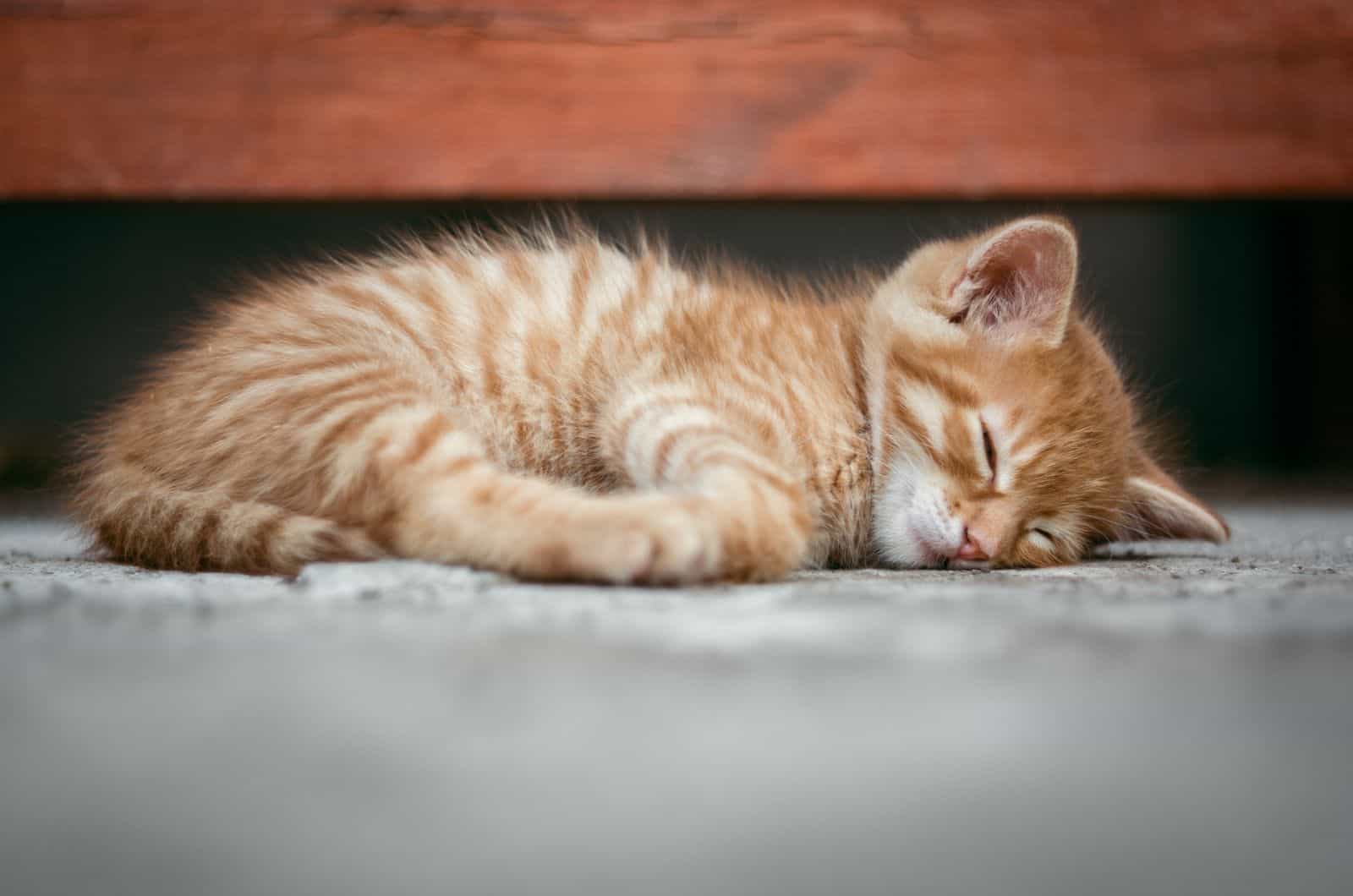 little kitten lying on floor