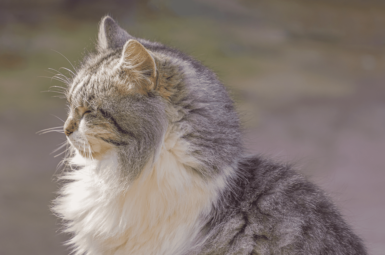long haired american bobtail