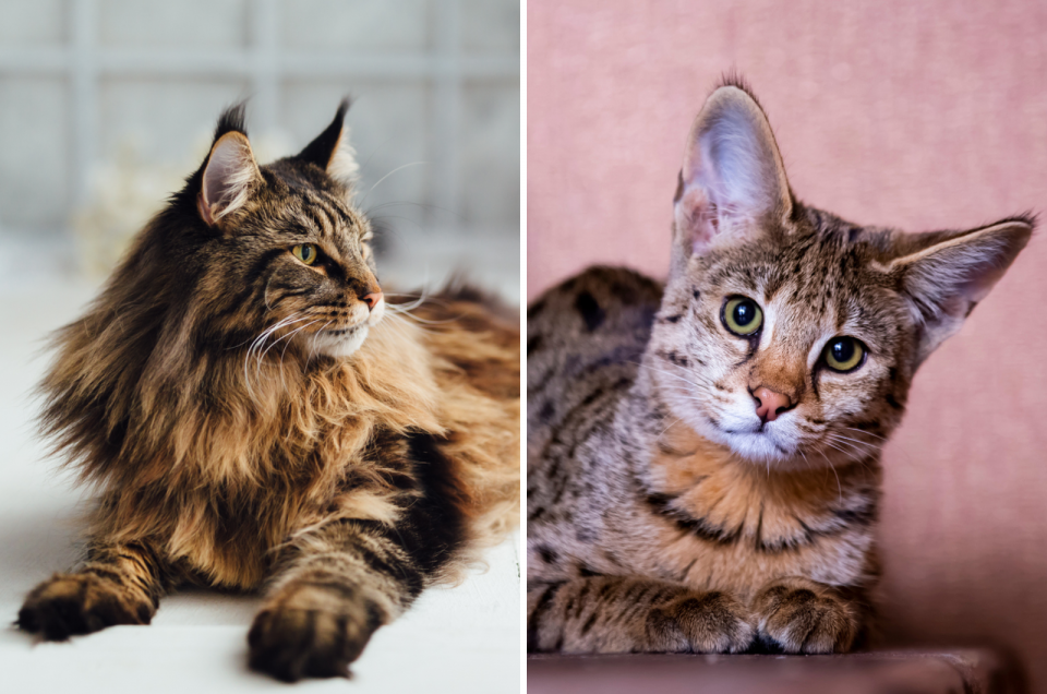 Savannah Maine Coon Mix Talk About A Majestic Cat!