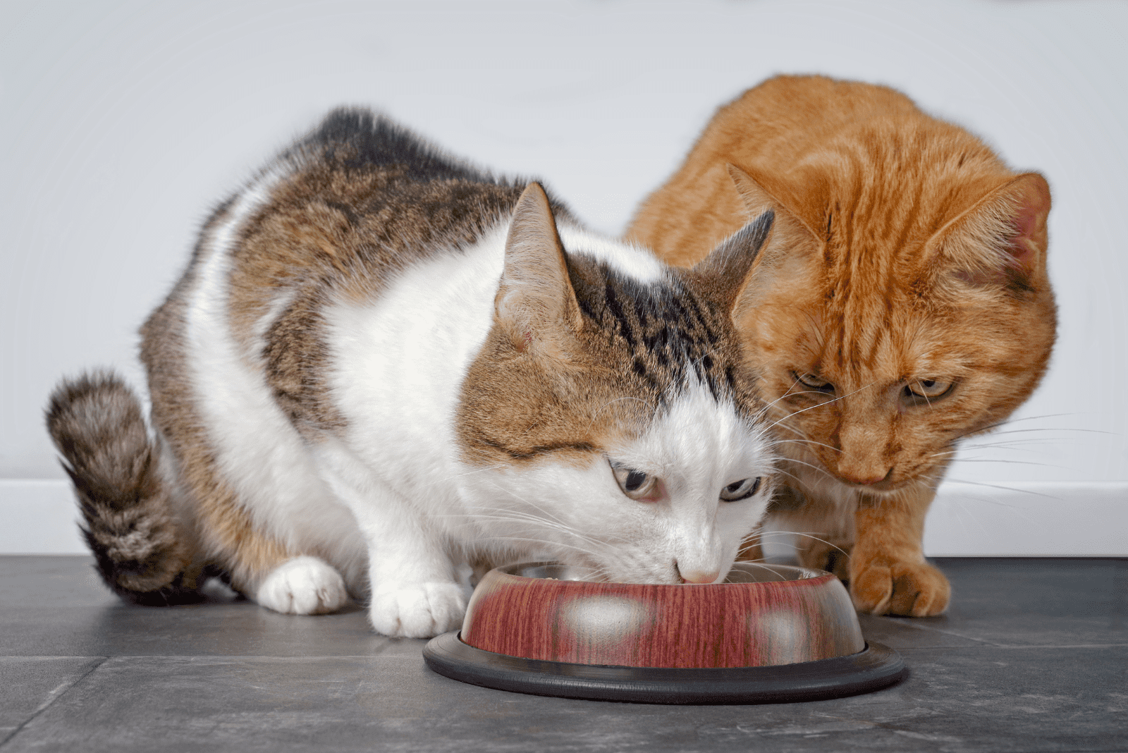 one cat eats from the bowl while the other stands next to it