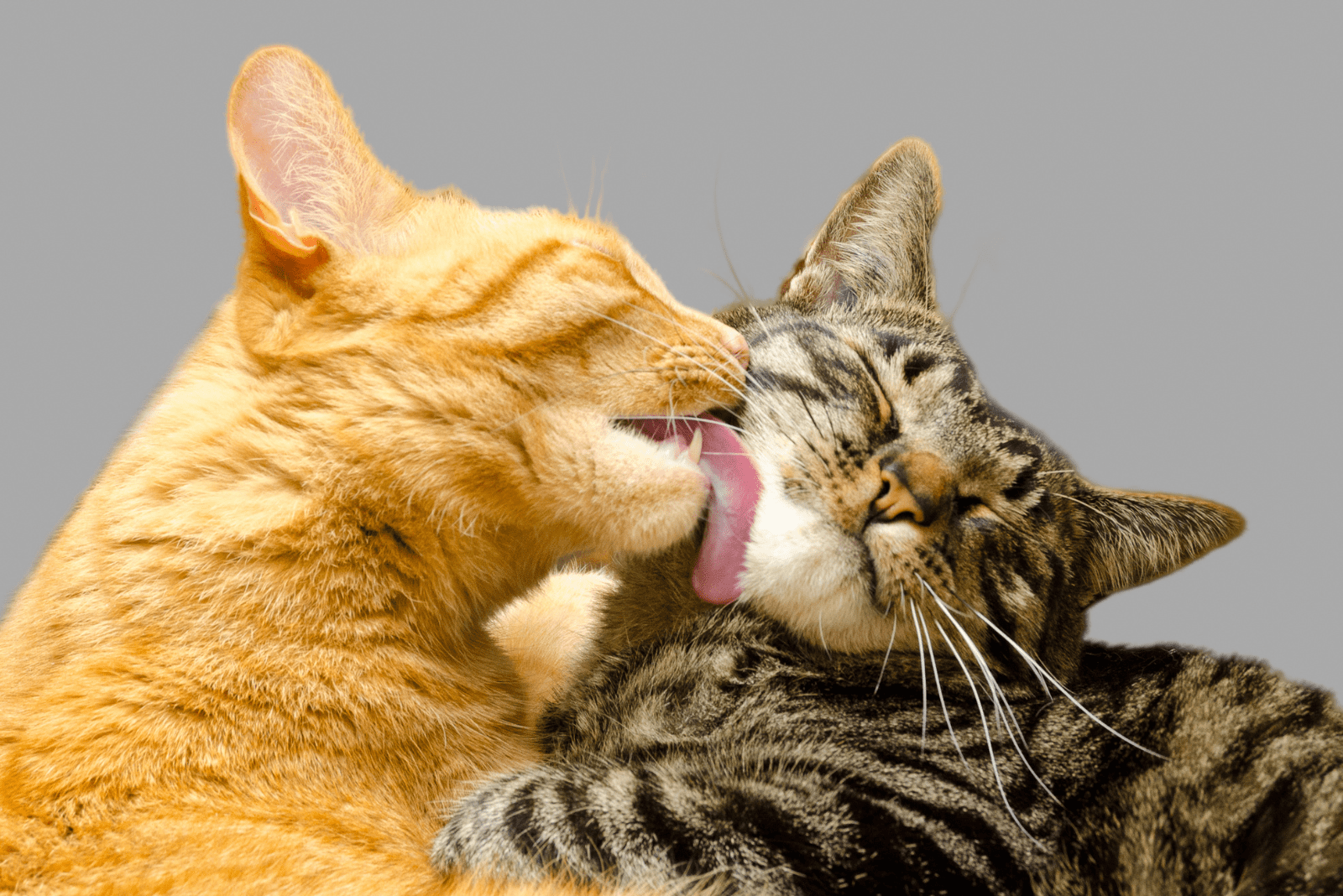 one cat licks another