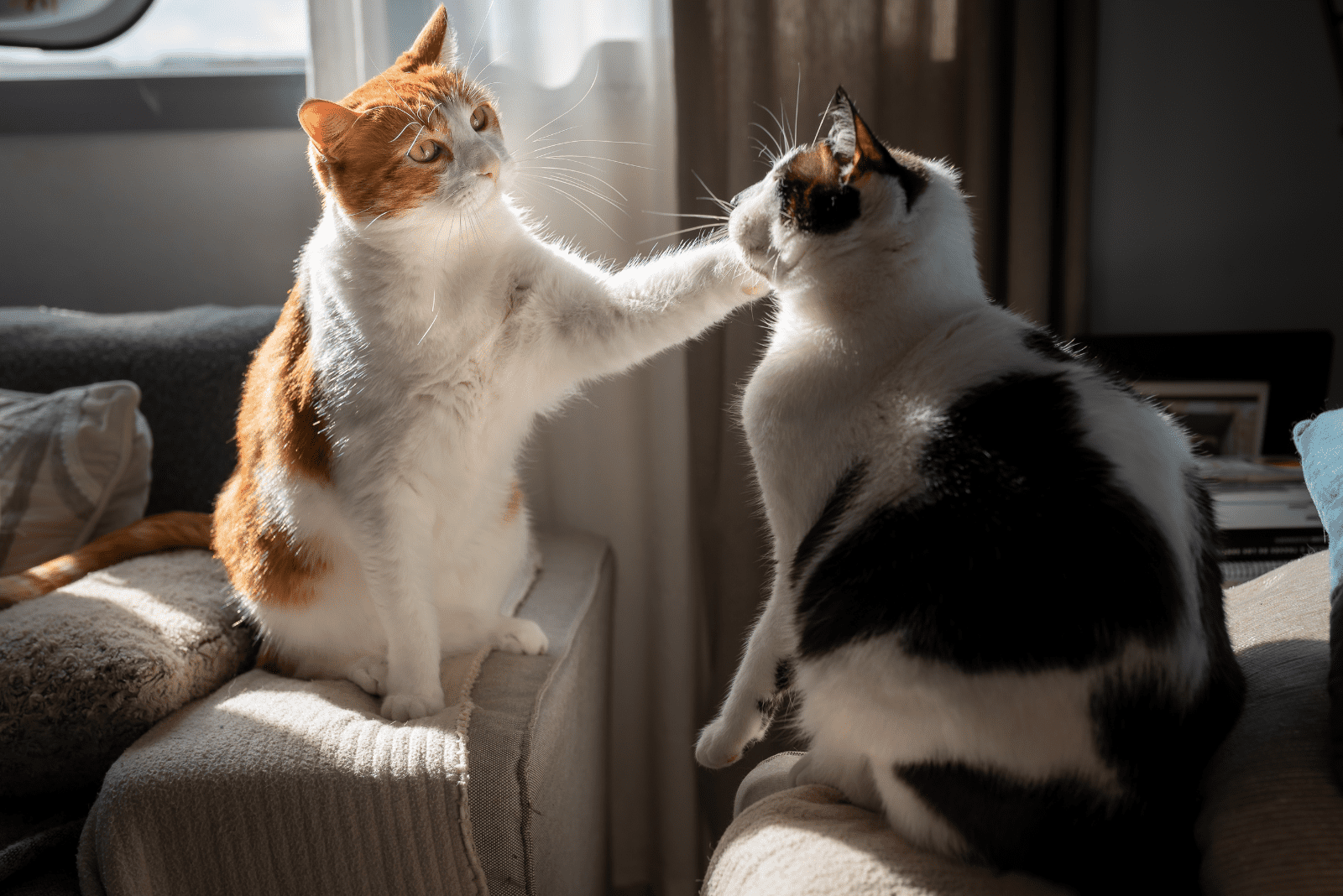 one cat scratches another with its paw