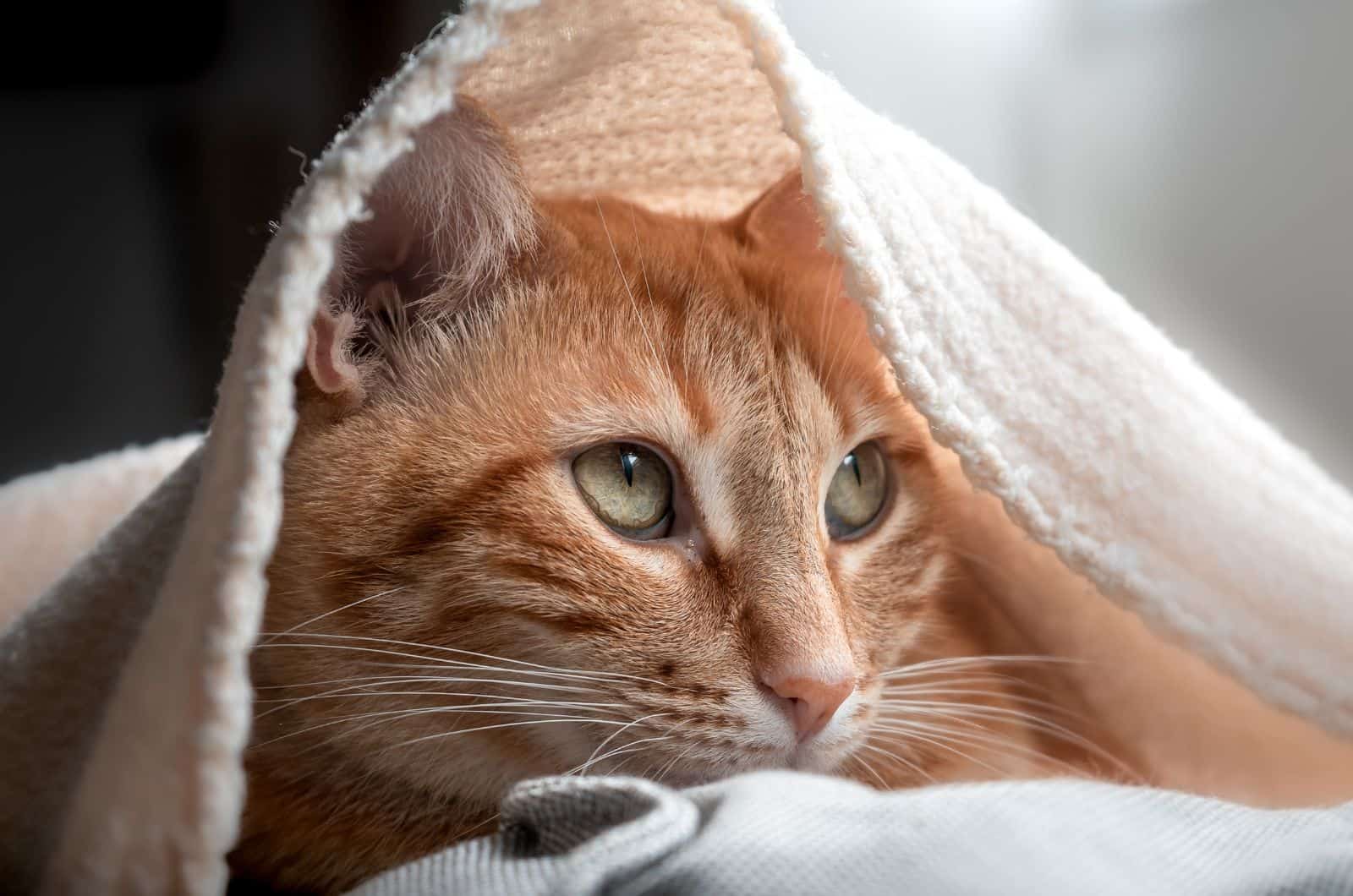 orange Tabby Cat lying under blanket