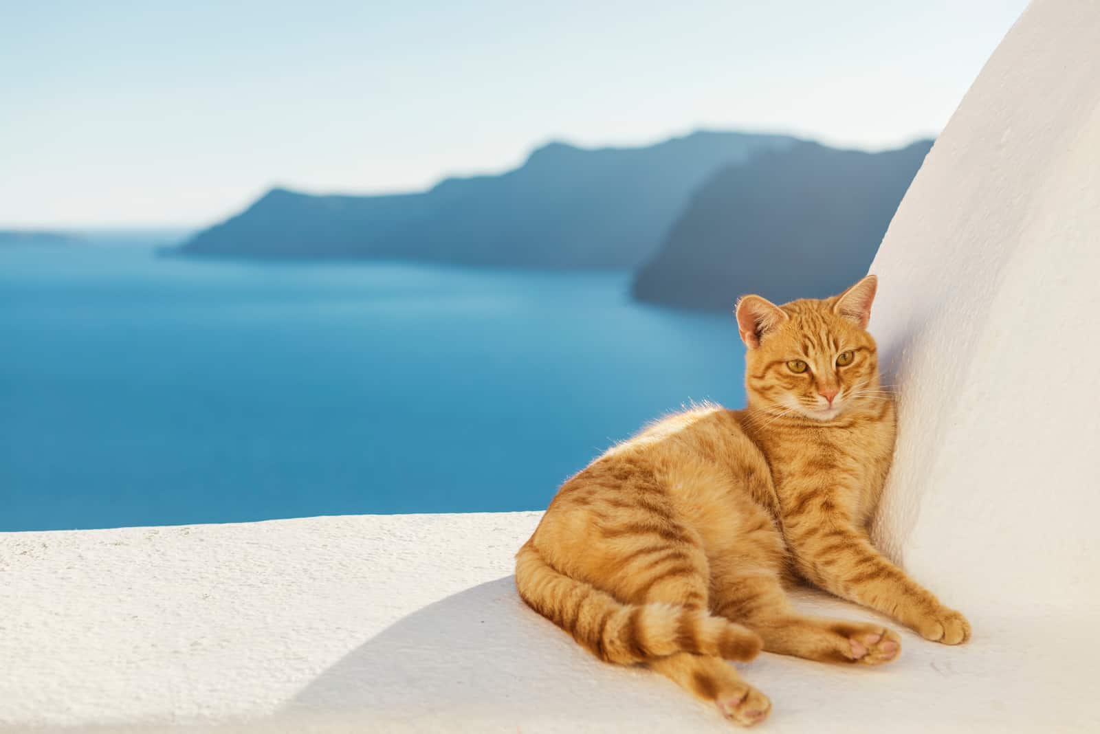 orange cat lying on wall