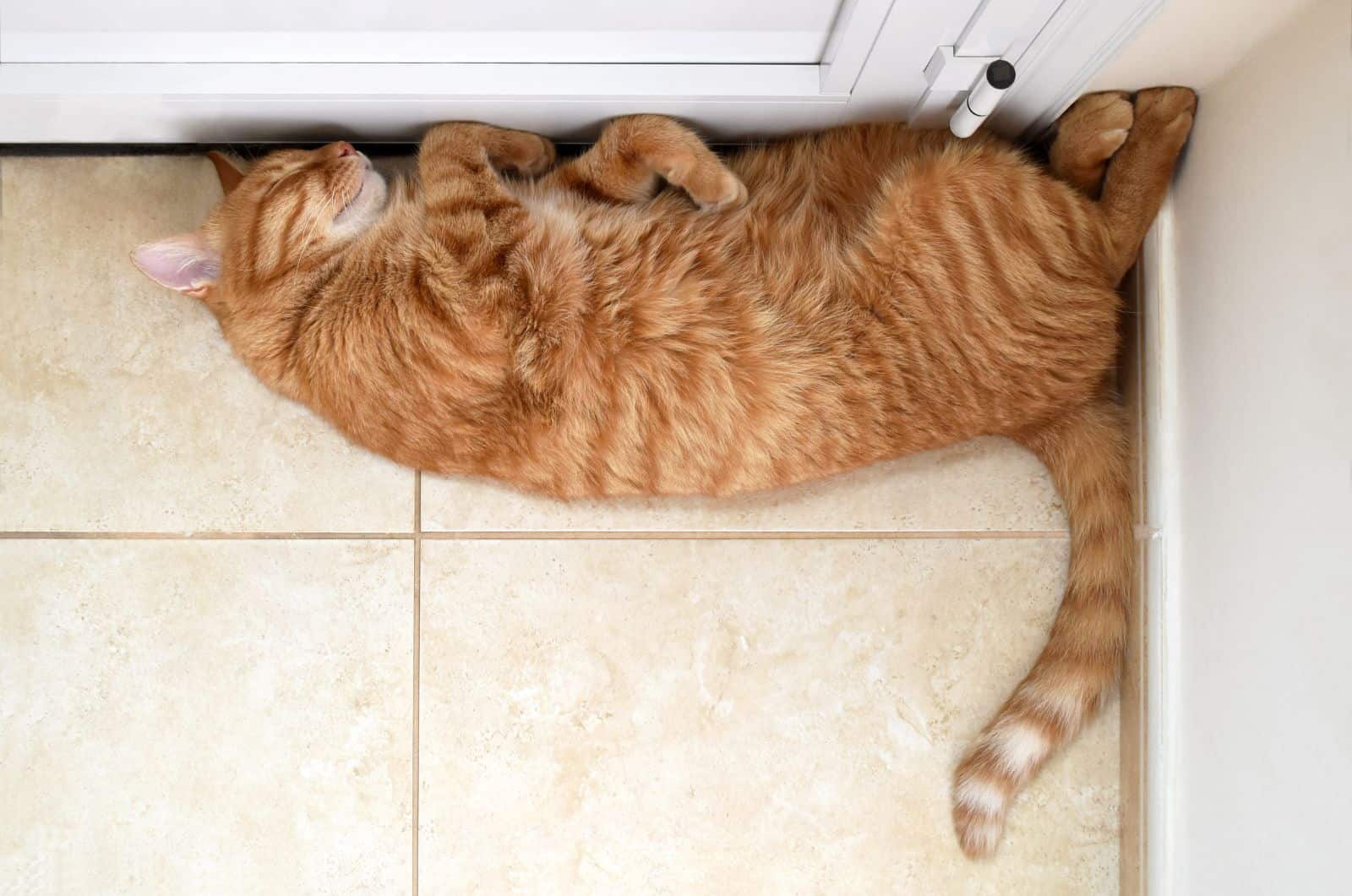 orange cat sleeping in the doorway