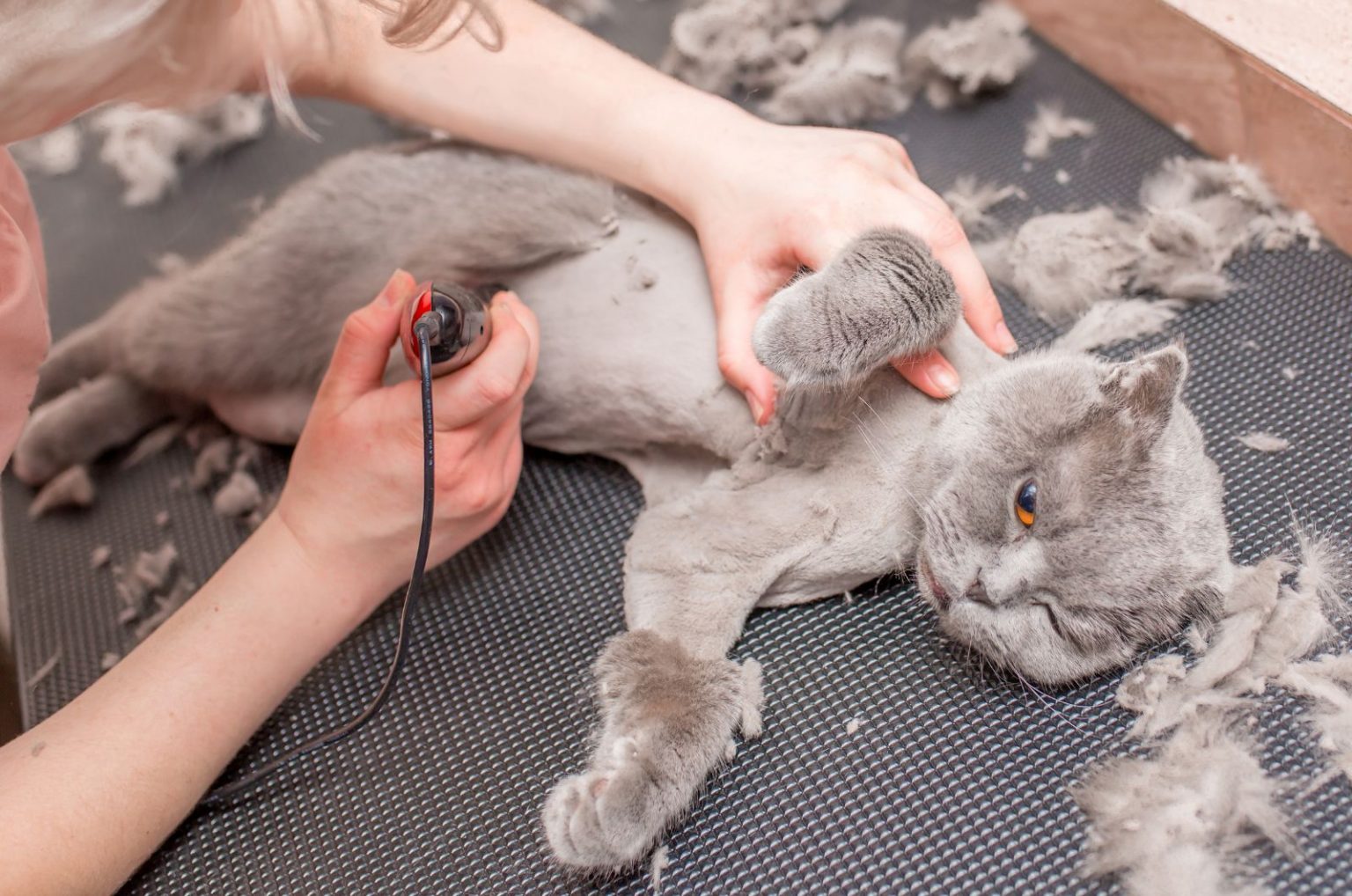 Does Cat Hair Grow Back? When It Does & When It Doesn’t