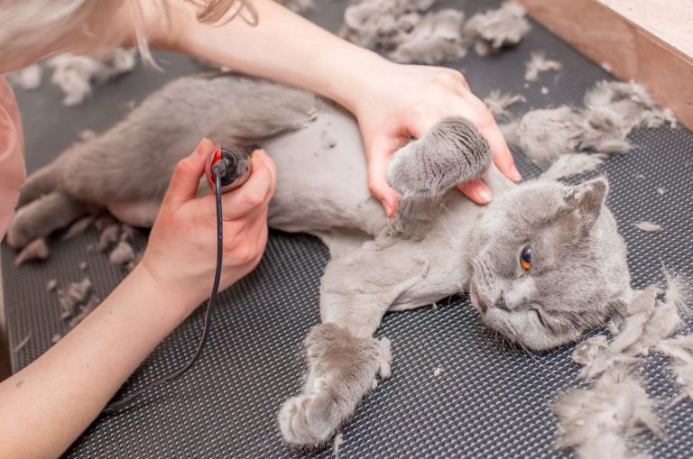 Does Cat Hair Grow Back? When It Does & When It Doesn’t
