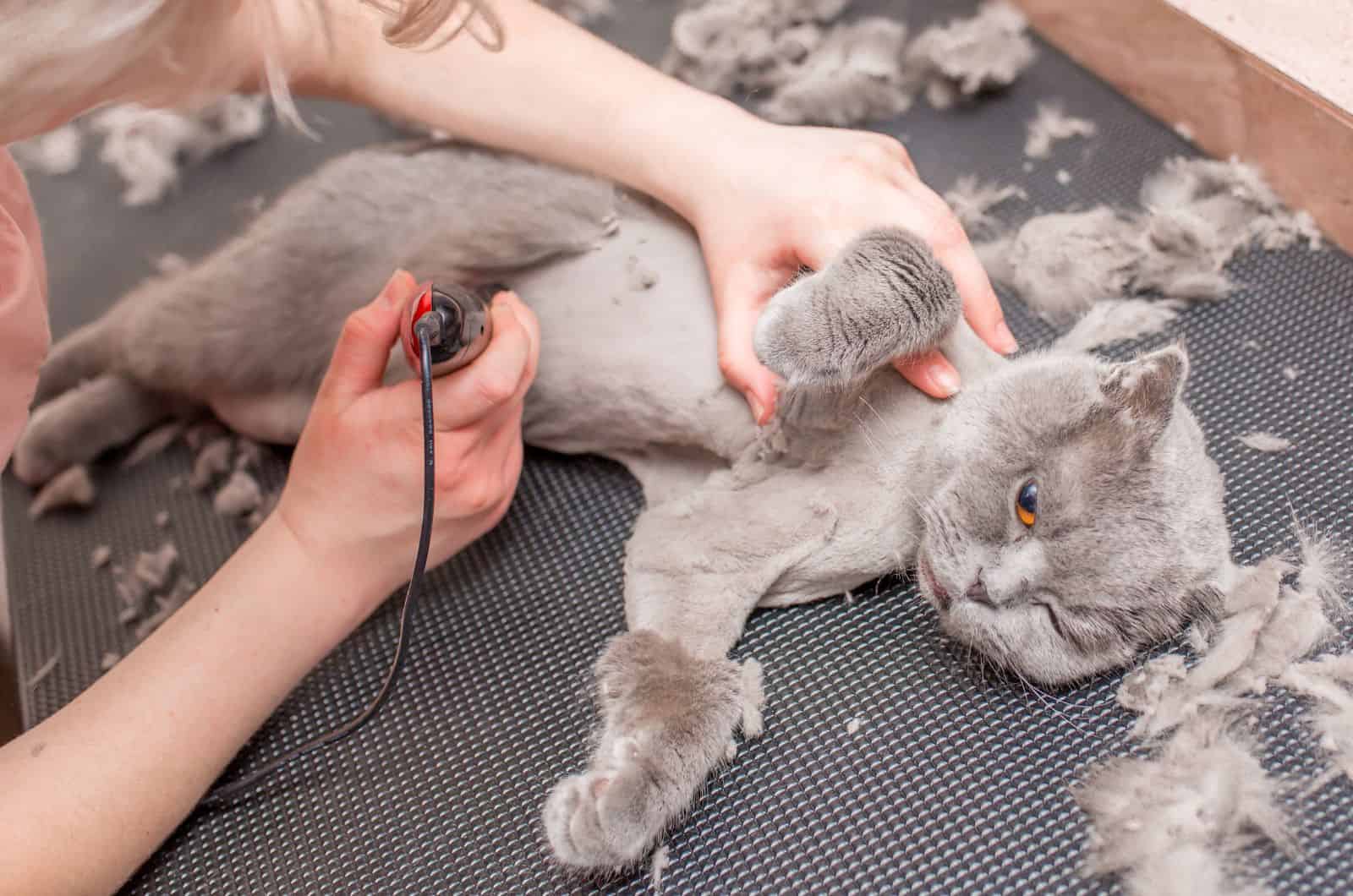 owner shaving cat