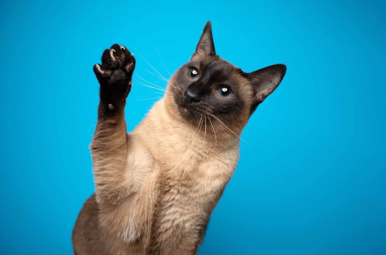 point siamese cat playful raising paw