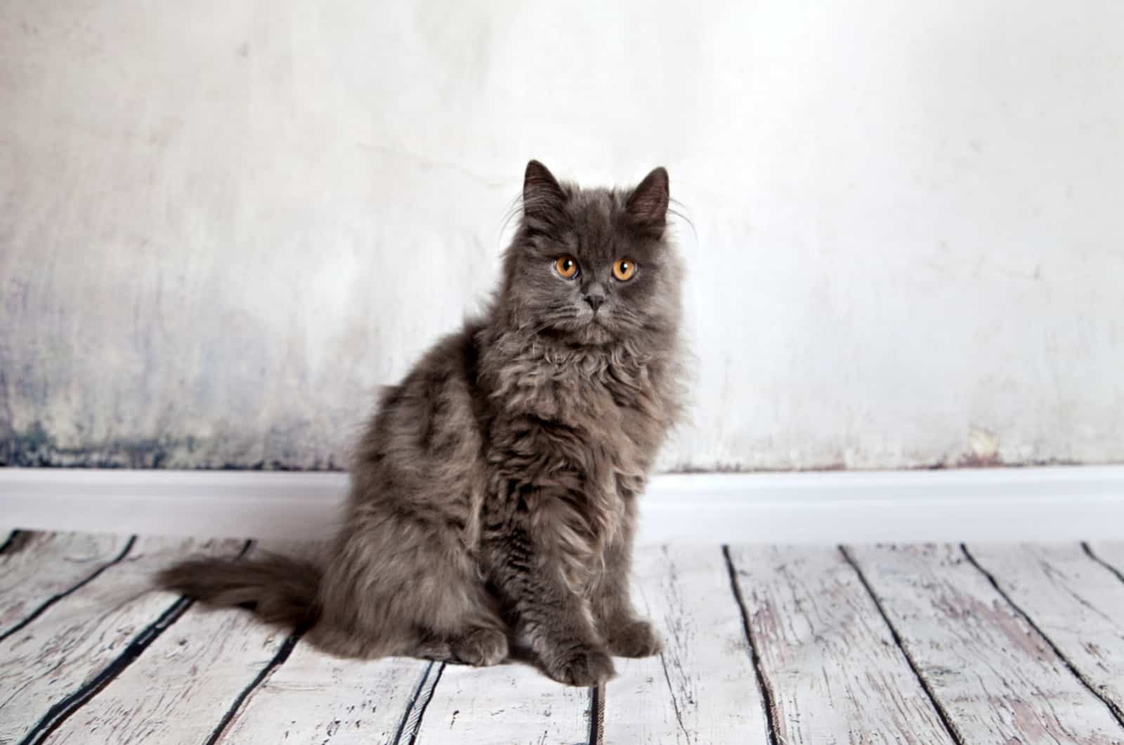 portrait of a persian cat