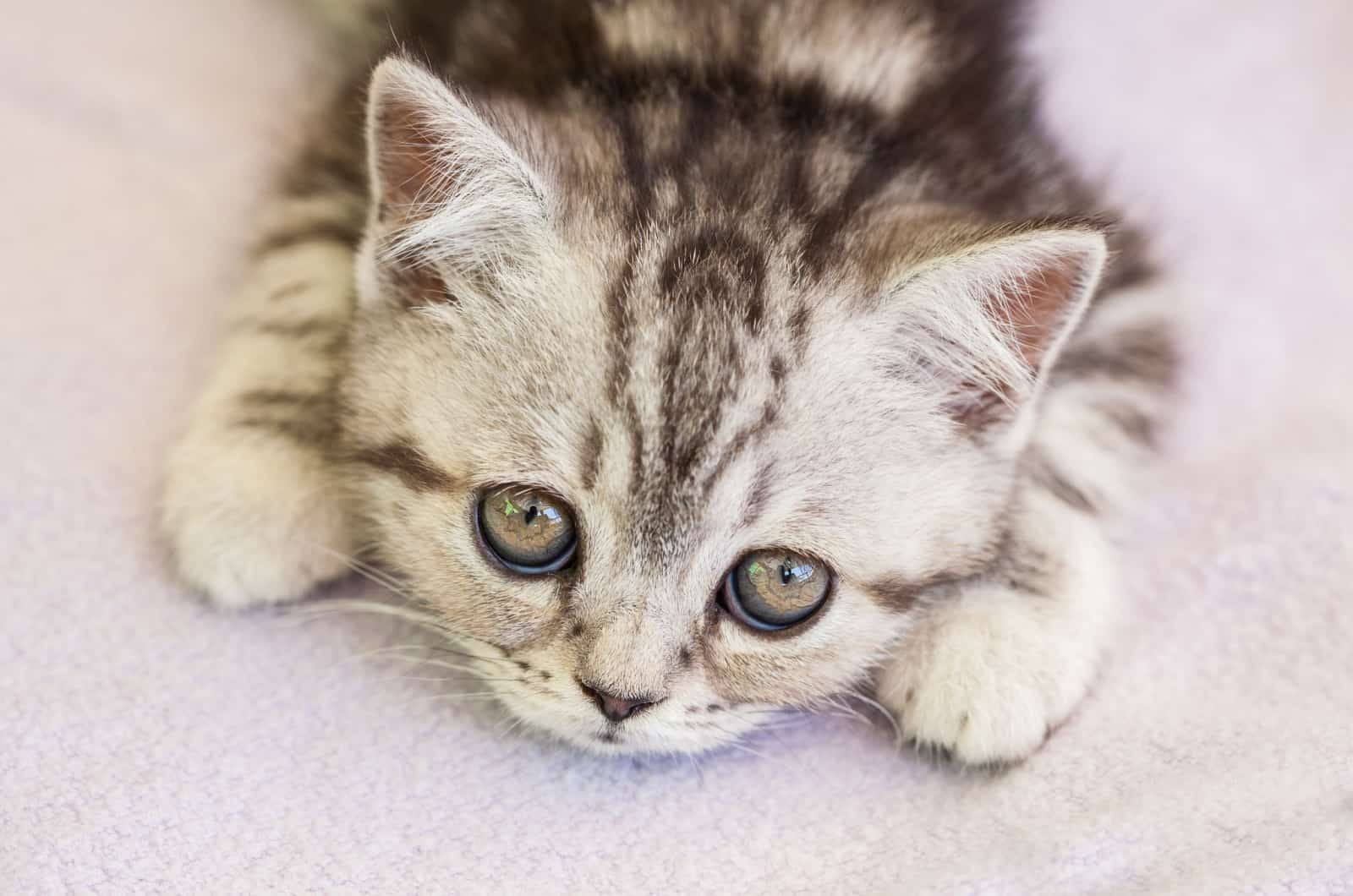 sad kitten