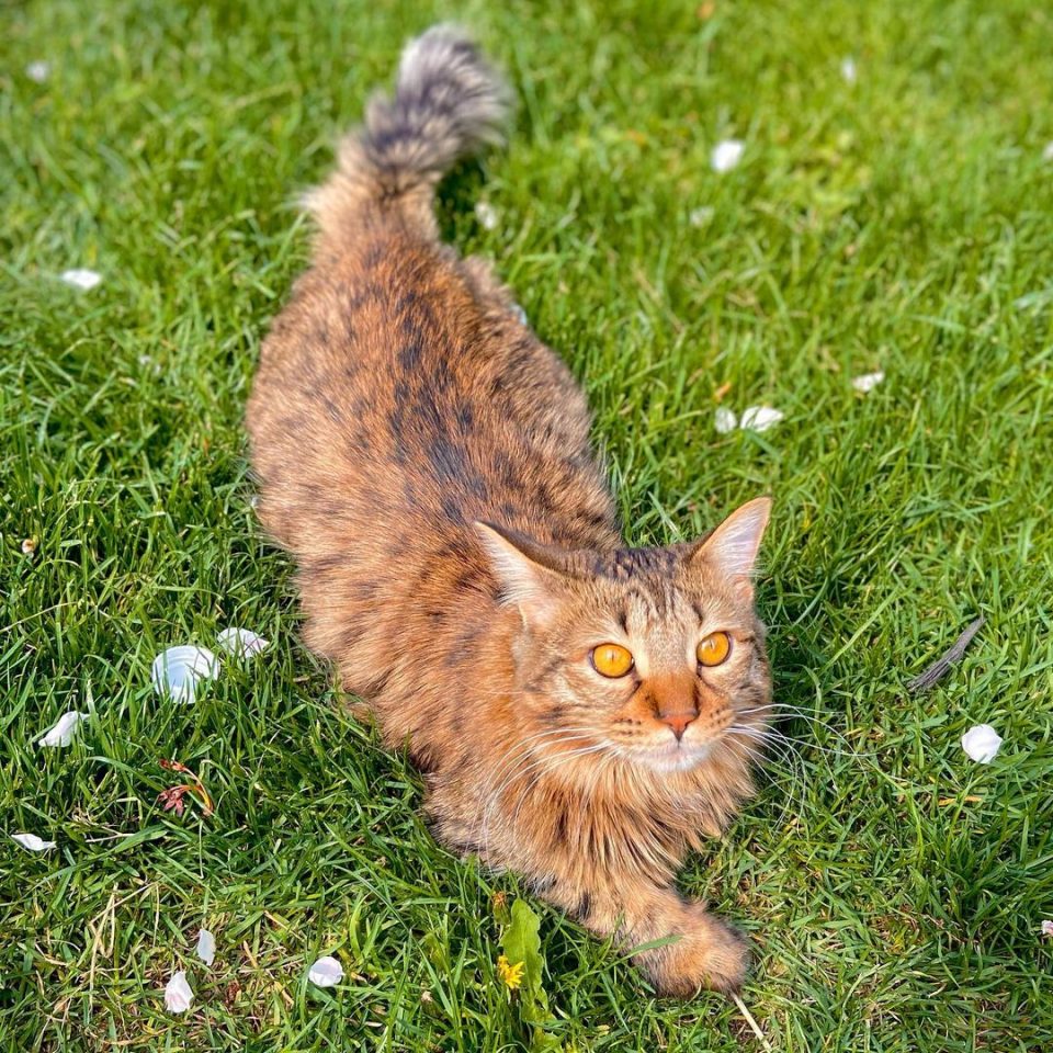 Savannah Maine Coon Mix Talk About A Majestic Cat 1982