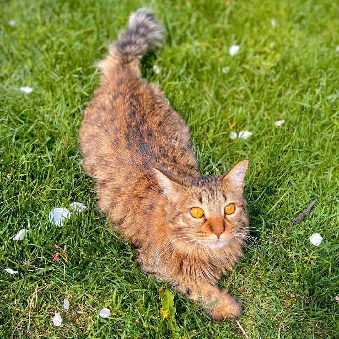 savannah maine coon mix cat