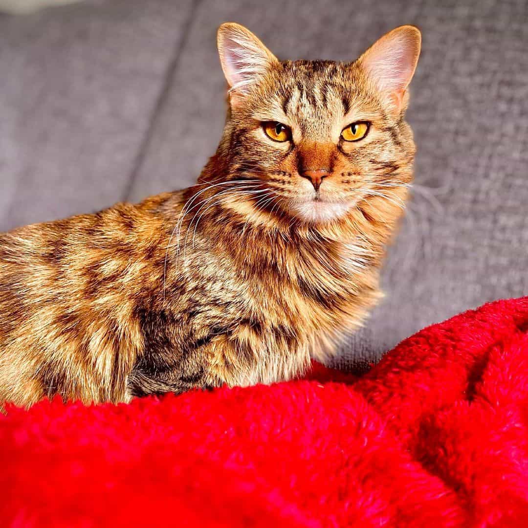 savannah maine coon mix