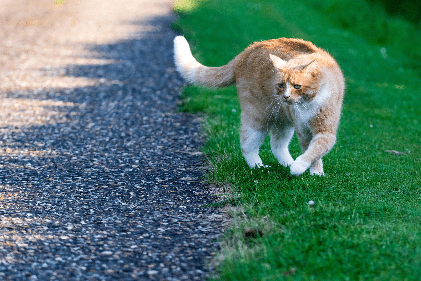 scared cat in the park