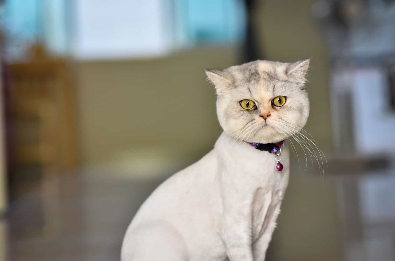 shaved cat looking at camera