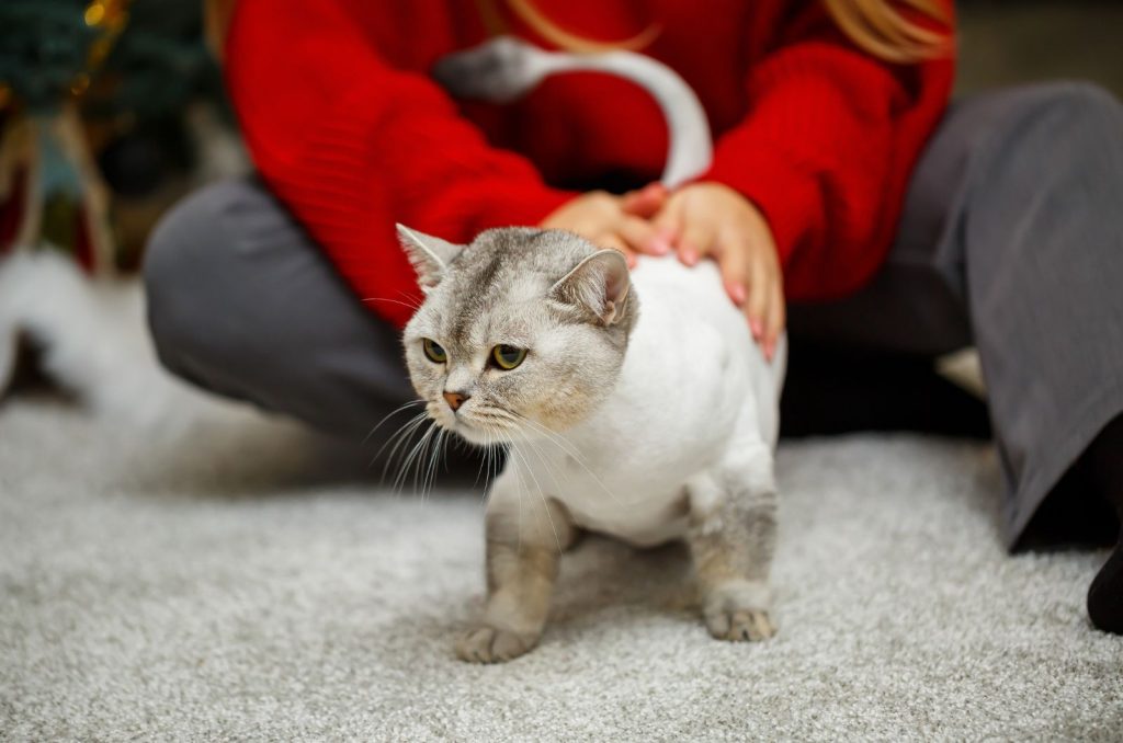 Does Cat Hair Grow Back? When It Does & When It Doesn’t