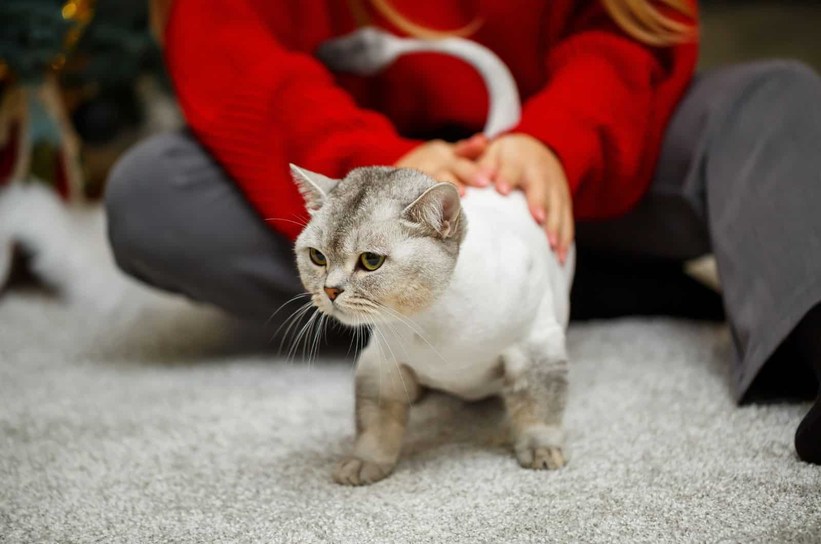 shaved cat playing with owner