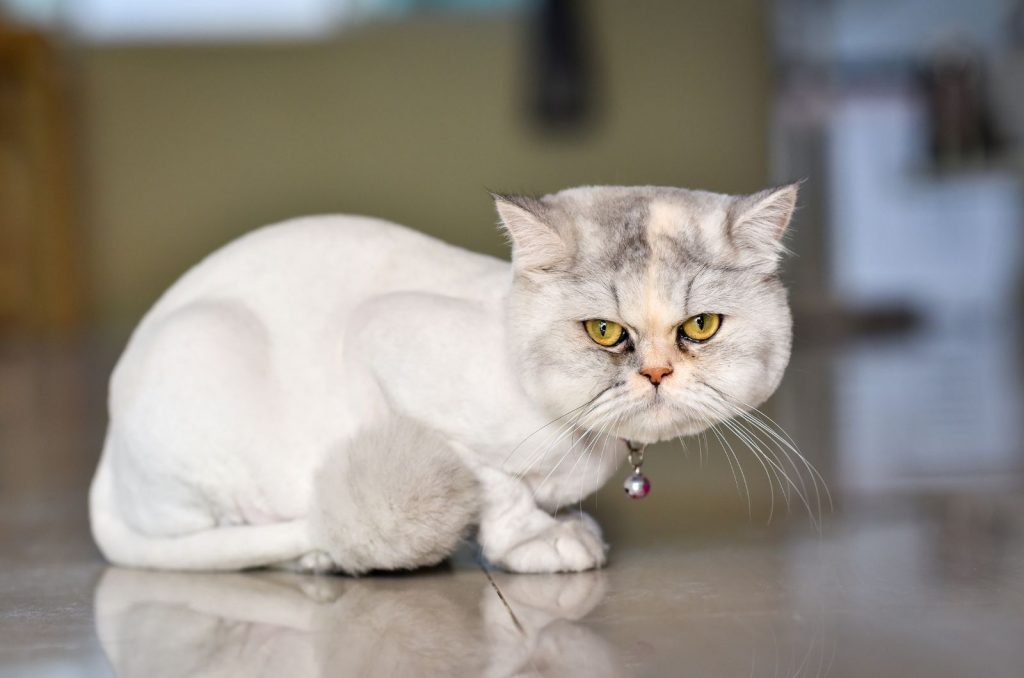 Does Cat Hair Grow Back? When It Does & When It Doesn’t
