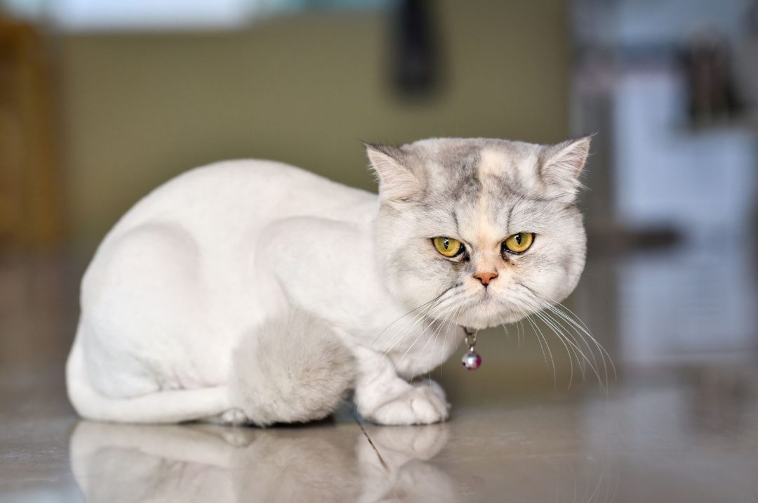Does Cat Hair Grow Back? When It Does & When It Doesn’t
