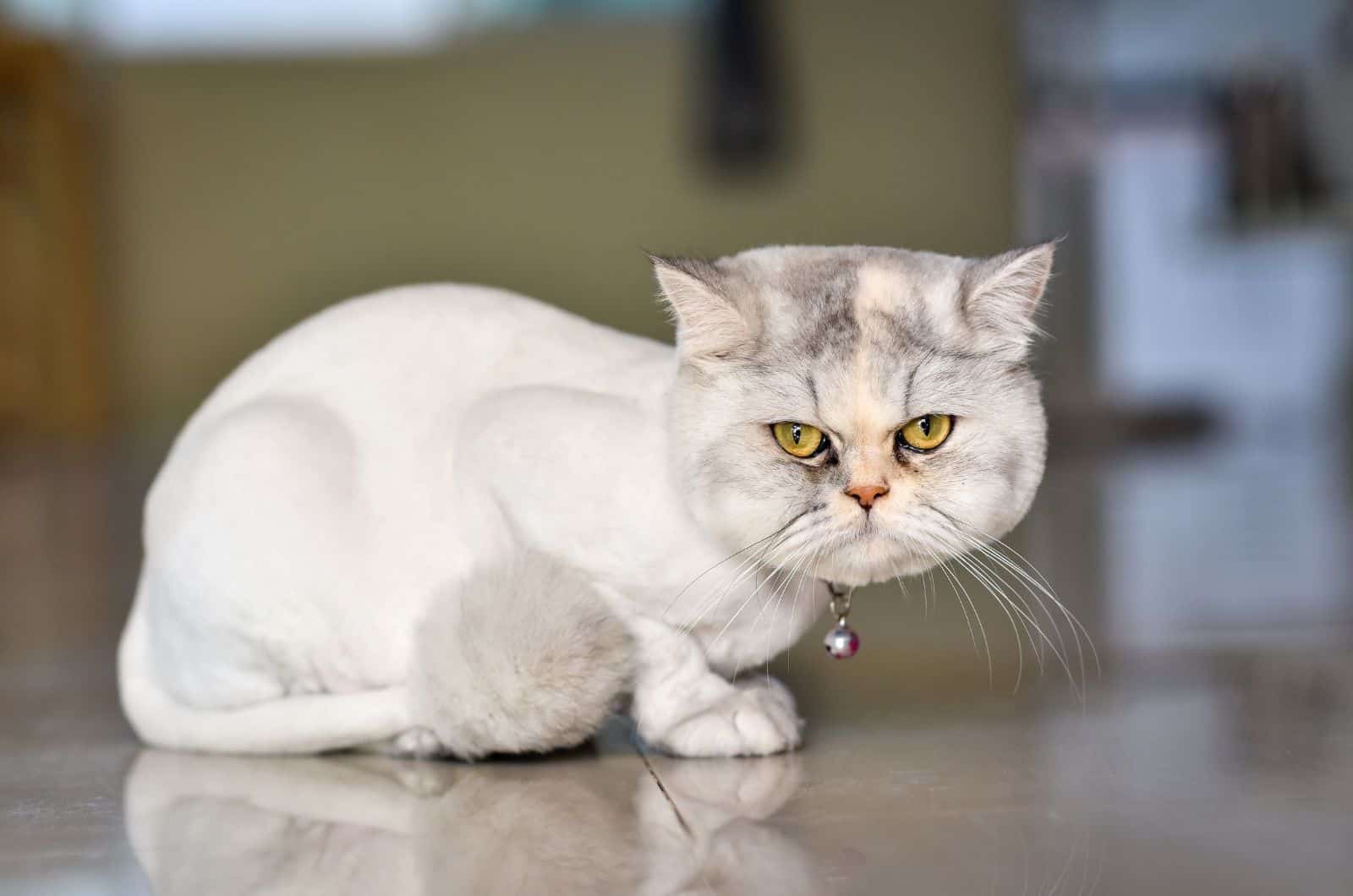 shaved cat posing for camera