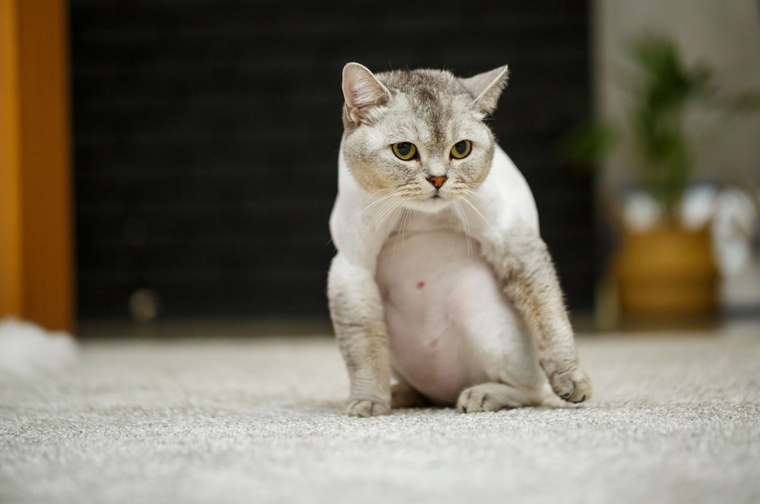 Does Cat Hair Grow Back? When It Does & When It Doesn’t