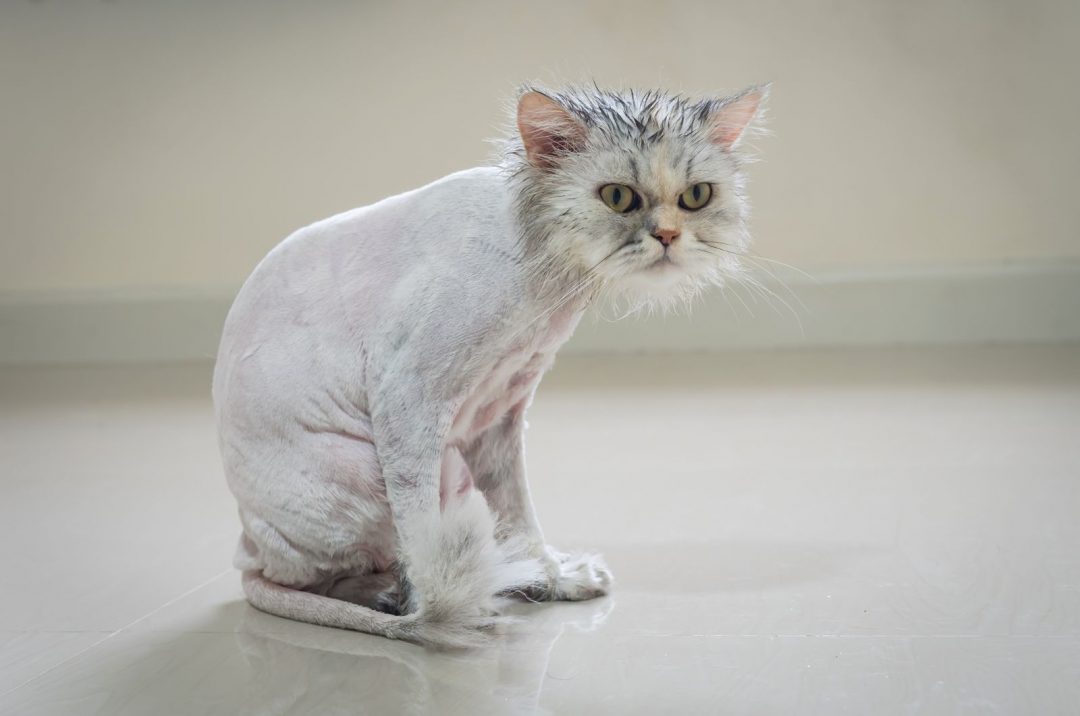 Does Cat Hair Grow Back? When It Does & When It Doesn’t