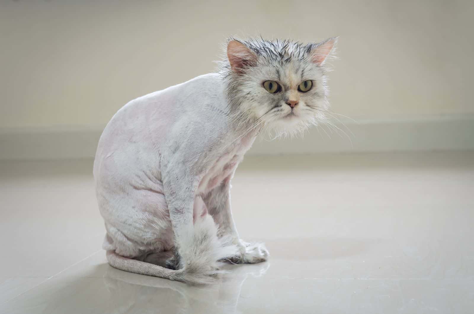 shaved cat sitting on floor