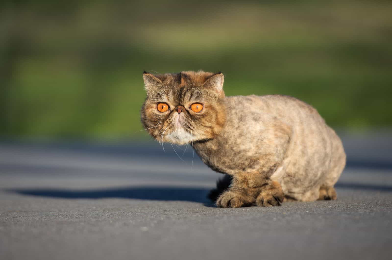 shaved cat sitting outside