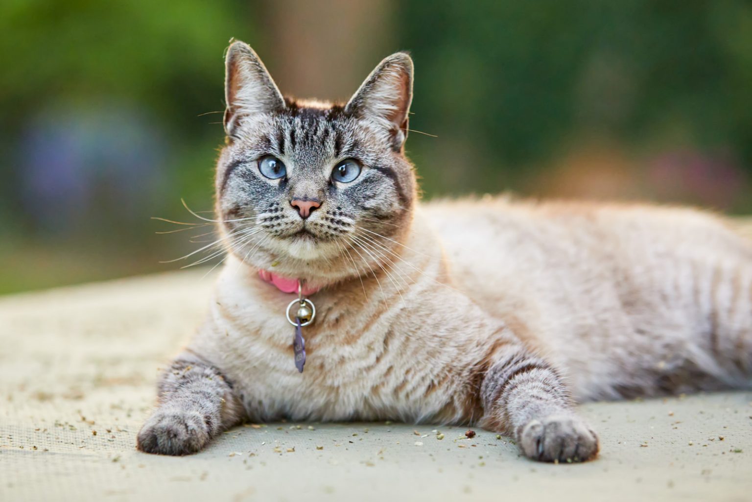 Why Is My Cat Chuffing? 5 Possible Reasons Explained