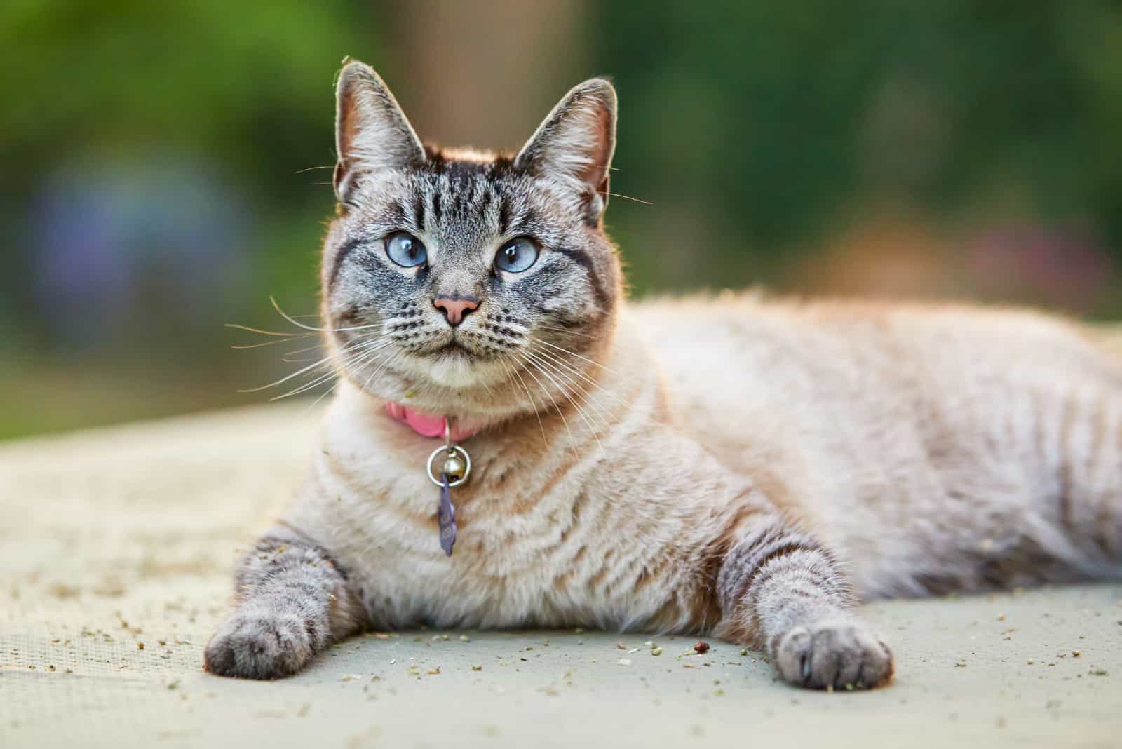 siamese cat laying