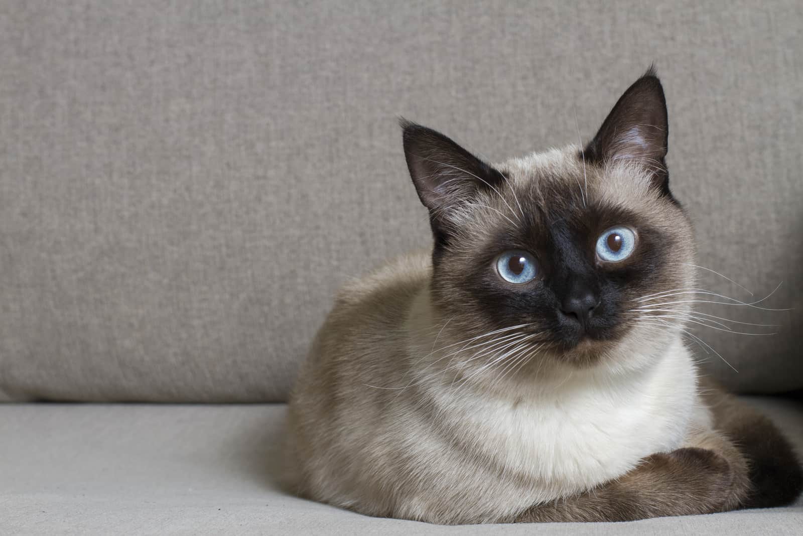 siamese cat