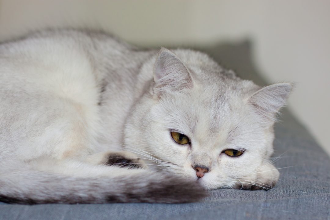 Reasons Why My Cats Meow Is Weak And Raspy & How To Help