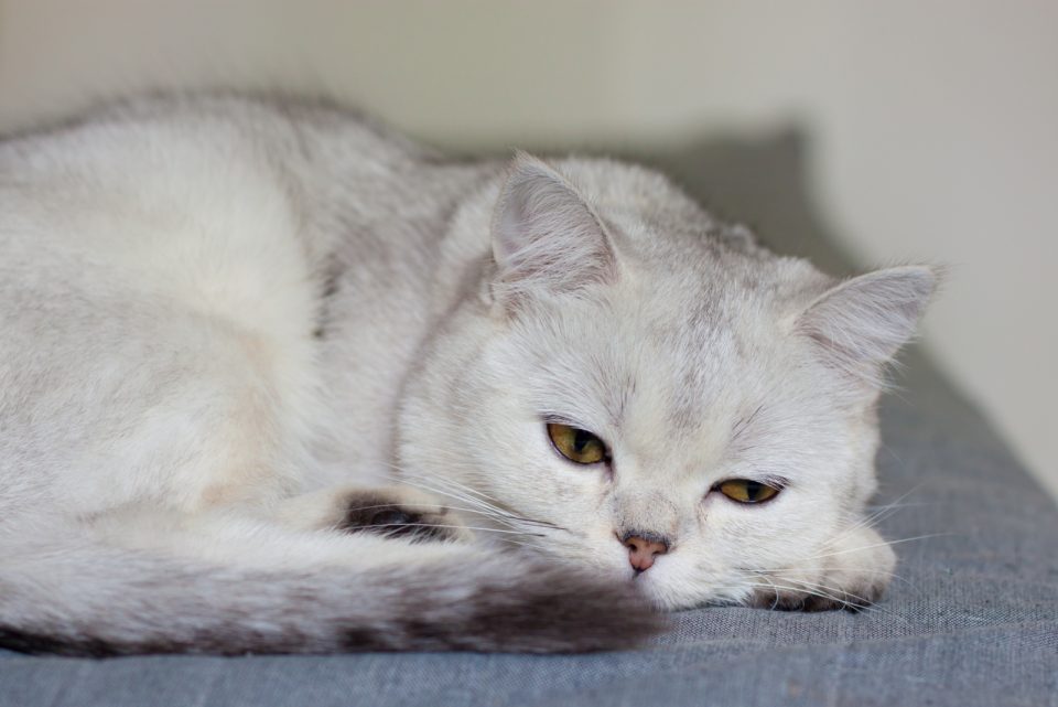 Reasons Why My Cats Meow Is Weak And Raspy & How To Help