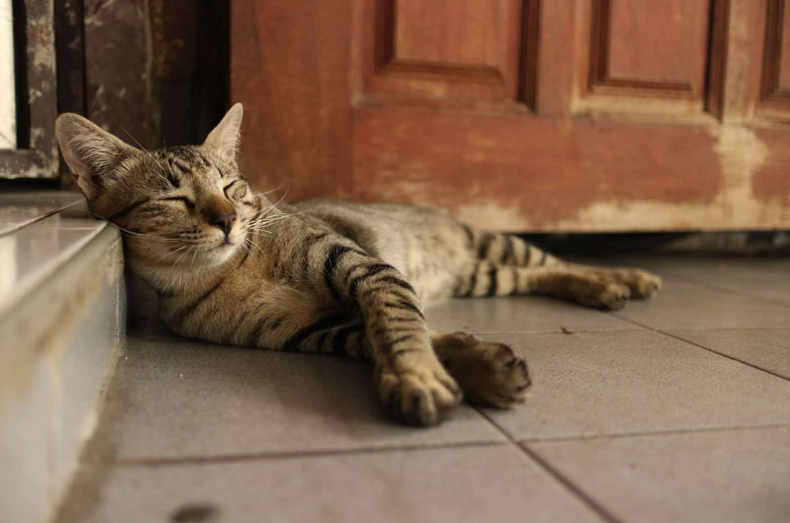 sleepy cat in the doorway