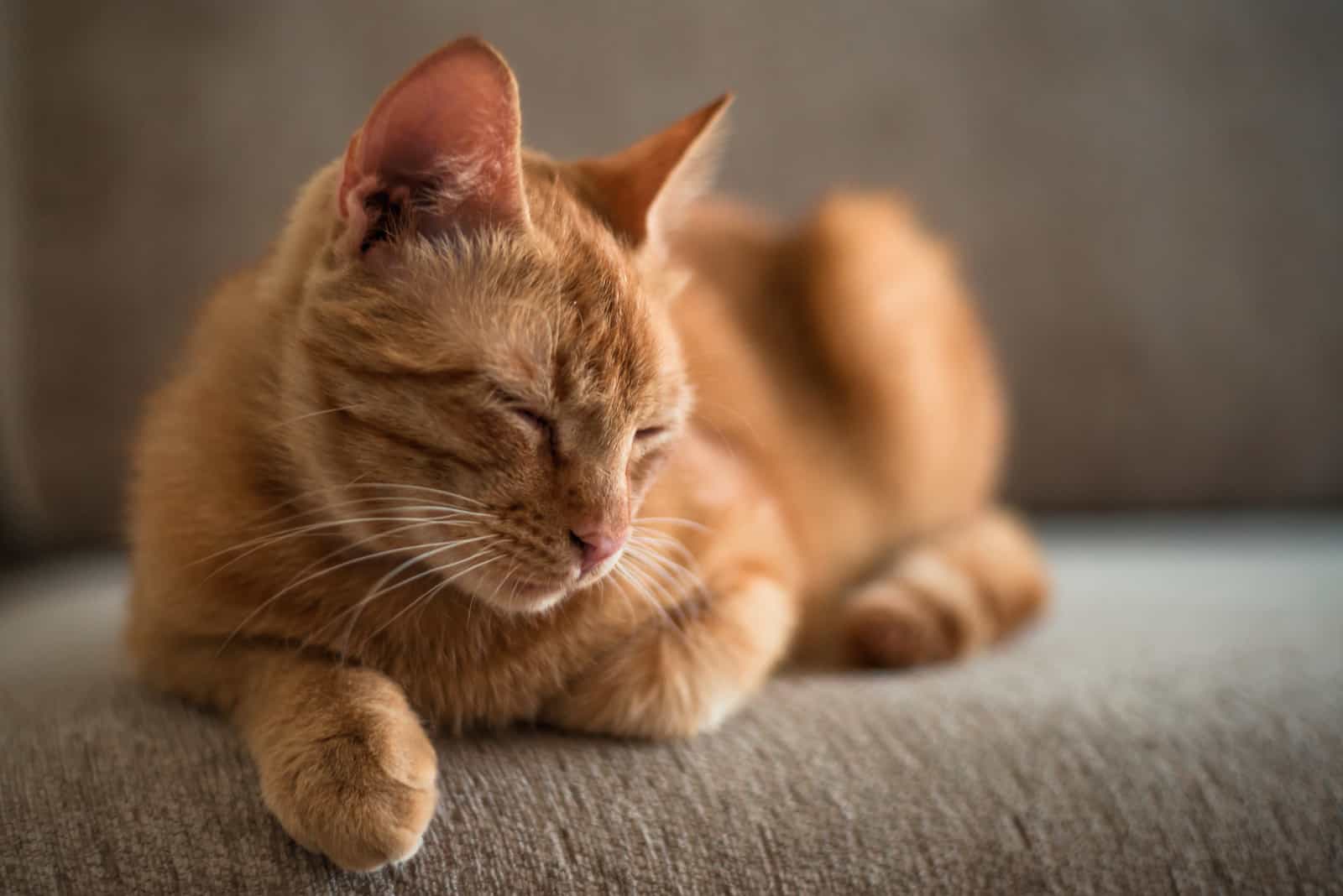 sleepy orange cat lying on sofa