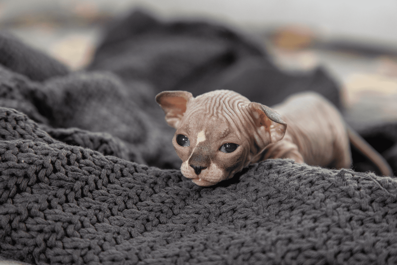 sphynx kitten lying on a blanket