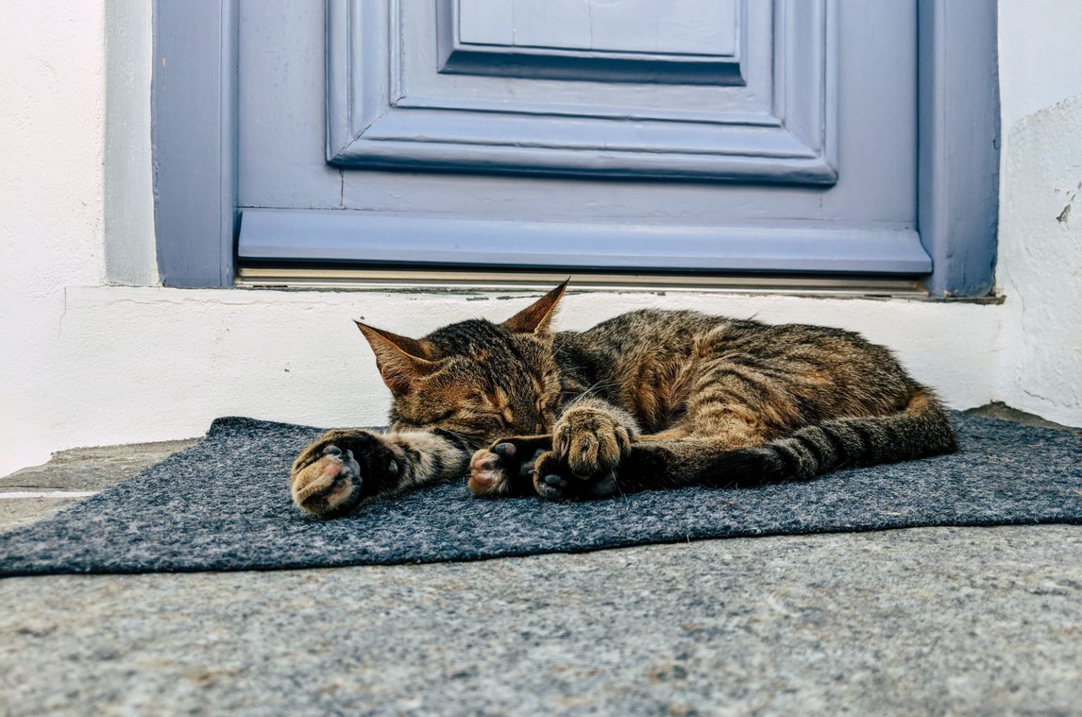 Why Does My Cat Sleep In The Doorway? 10 Potential Reasons