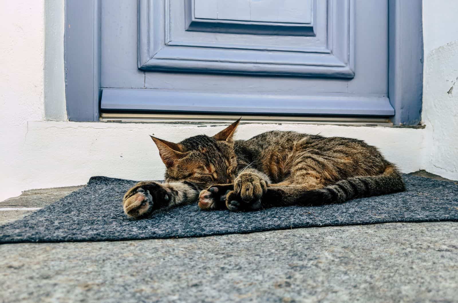tabby cat sleeping in the doorway