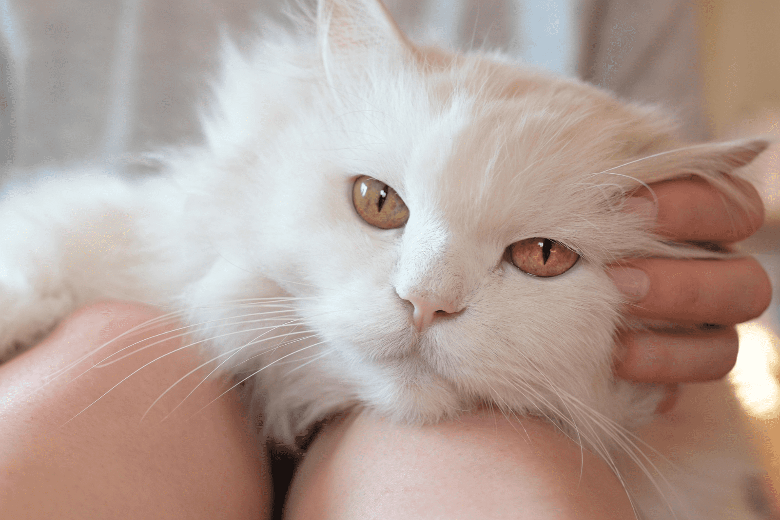 the beautiful Persian Ragdoll Mix is lying on the lap