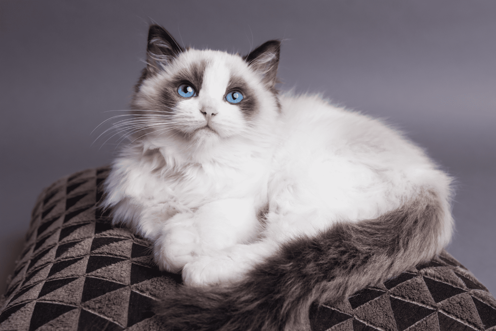 the beautiful Persian Ragdoll Mix is sitting