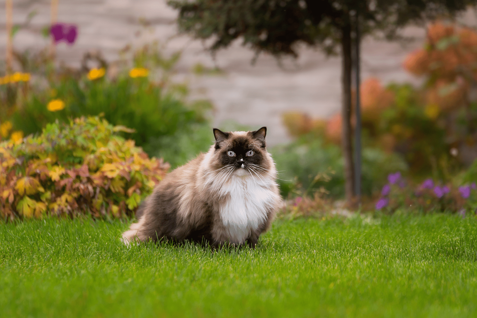 the beautiful Persian Ragdoll Mix is standing in the garden