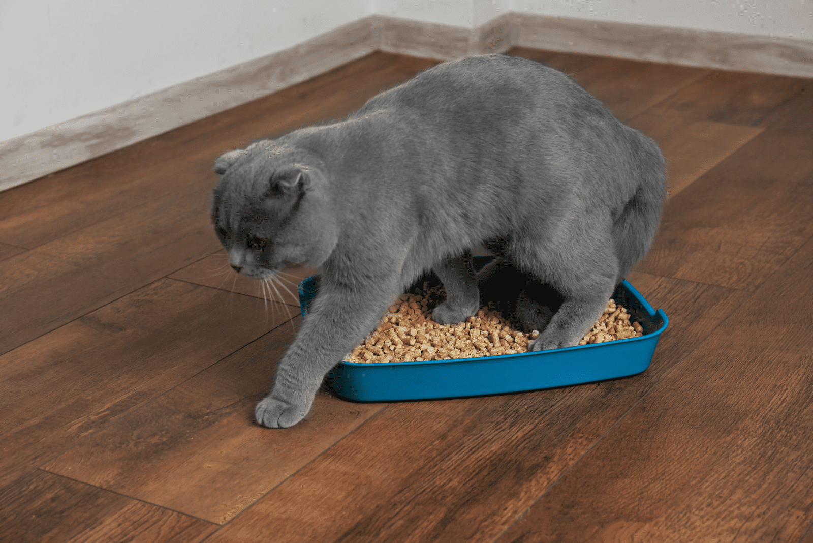 the cat comes out of the sand bowl