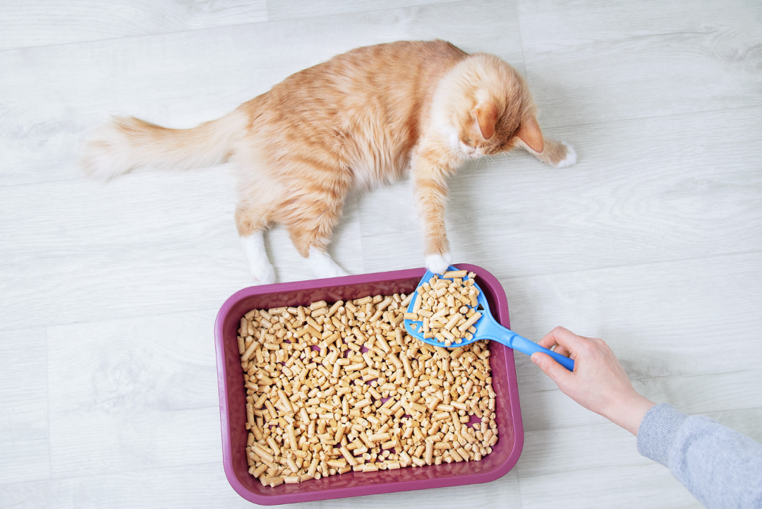 Pros And Cons Of Using Wood Pellets For Cat Litter + Products