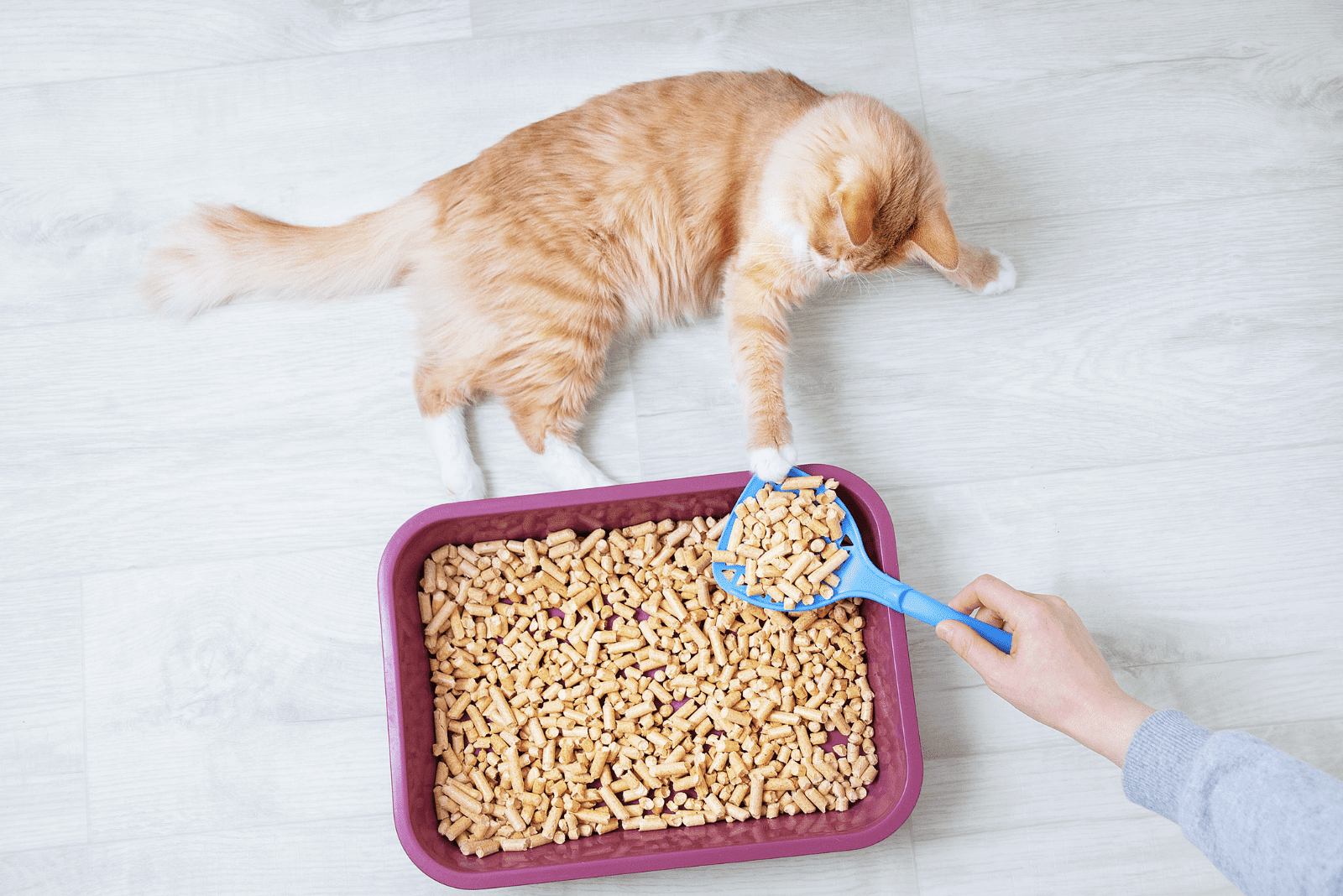 the cat is lying next to the bowl