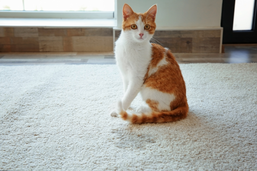 Foamy Cat Urine Causes, Treatment & Prevention