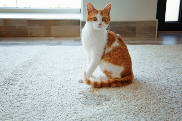 Foamy Cat Urine Causes, Treatment & Prevention