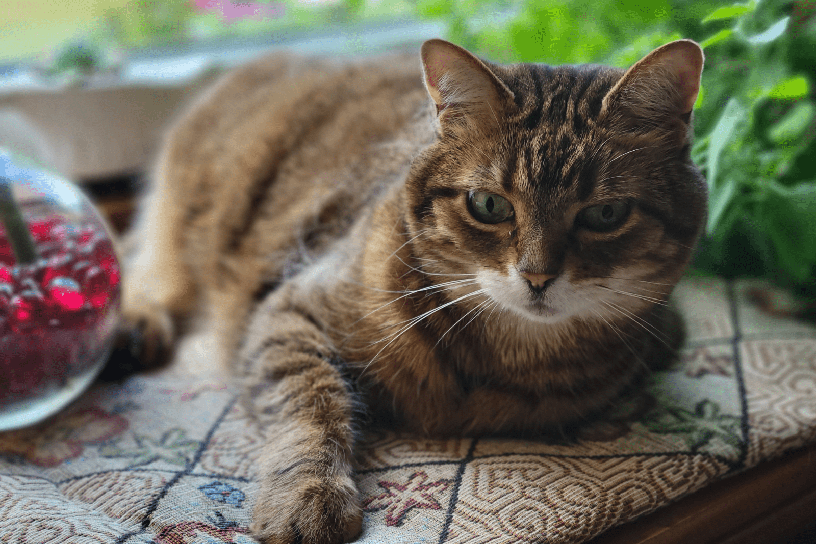 the cat is sitting on the mat