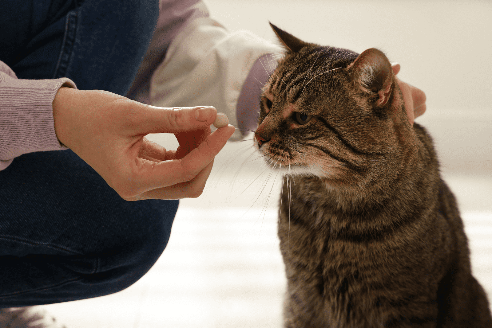 the woman gives medicine to the cat from her hand